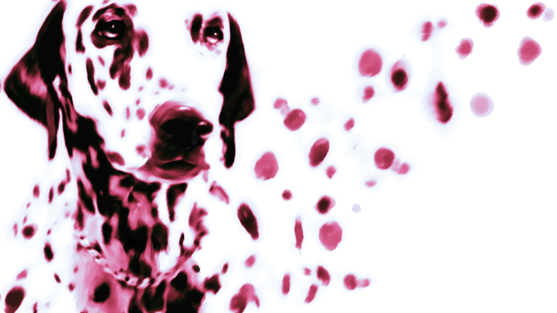 concept studiati per Pois TV - Dalmata